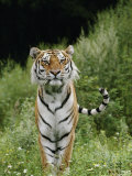 A Close View of a Siberian Tiger