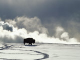 An American Bison Covered in a Coat of Snow
