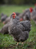 A Barred Plymouth Rock Chicken Free Ranging at a Farm in Kansas