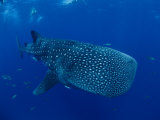 Buy A Whale Shark at AllPosters.com