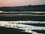 Sandhill Cranes Roost Along the Platte River in Nebraska