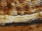 Buy Close View of a Weathered Foxtail Pine Tree at AllPosters.com