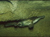 Buy An Underwater View of a Platypus at AllPosters.com