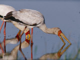 A Yellow-Billed Stork on the Hunt in Shallow Water