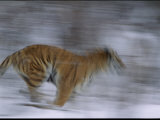 A Siberian Tiger at the Minnesota Zoological Garden
