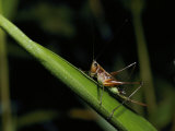 A Grasshopper Rests on a Grass Stem