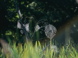 Spiderwebs Covered in Dew