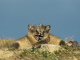 Two Young Arctic Foxes Nip Each Other in a Play-Fight