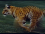 Running Tiger