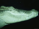 A Saltwater Crocodile Swims Through the Dark Water