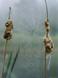 Spiderweb Covered in Dew