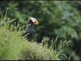 A Tufted Puffin