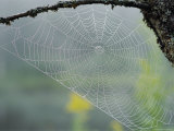 A Spiderweb Covered in Dew