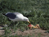 California Gull Tears at an Infant American White Pelican, Drawing Blood from its Unfeathered Skin