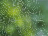 Spiderweb Covered in Dew