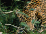 A Jaguar Moves in the Brush