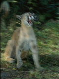 Florida Panther