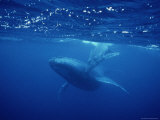 An Adult and Juvenile Humpback Whale Glide Through the Water