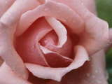 A Close View of the Top of a Pink Rose