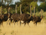 A Flock of Ostriches