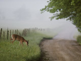 Buy A White-Tailed Deer Feeds by a Dirt Road at Cades Cove at AllPosters.com