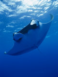 A Manta Ray Glides under the Surface of the Ocean