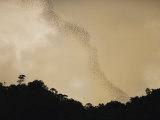 Flight of Bats Streams from a Dark Rain Forest, Danum Valley, Western Borneo
