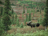 An Alaskan Moose Forages in a Field
