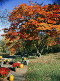 Japanese Maple Trees (Acer Palmatum) in a Garden