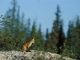 A Juvenile Red Fox in a Boreal Forest
