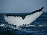The Tail of a Humpback Whale Slides into the Water