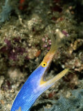 Buy A Brilliant Blue and Gold Ribbon Eel at AllPosters.com