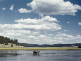 Buy A Bull Moose Wades Through a Lake Where He Has Come to Feed on Aquatic Plants at AllPosters.com