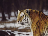 Side View of the Head and Shoulders of an Adult Male Siberian Tiger