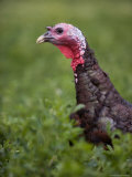 A Bronze Turkey at a Farm in Kansas