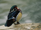 Buy Mandarin Duck at AllPosters.com
