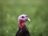A Bronze Turkey at a Farm in Kansas