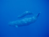 A Sperm Whale Mother Swims with Her Calf