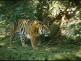 Buy A Sumatran Tiger Walks Through the Grass at AllPosters.com