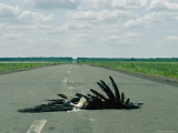 The Carcass of a Marabou Stork Run over as He was Trying to Cross the Nata Road