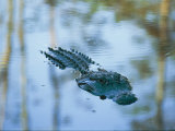 An American Alligator Floats Half-Submerged in Waters at Brookgreen Gardens Wildlife Park