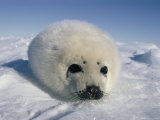 A Newborn Gray Seal Pup Stares Directly at the Camera