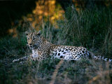 Adult Female African Leopard
