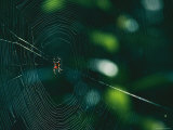 An Orb-Weaver Spider and its Web Sparkle in the Sunshine