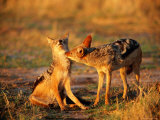 Buy Jackals Grooming at AllPosters.com