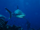 A Pair of Whitetip Reef Sharks Cruise a Reef Near a Diver