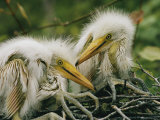 Buy Juvenile Egrets in the Nest at AllPosters.com