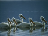 A Group of American White Pelicans Floats in the Water