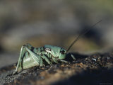 An Alpine Cricket Perched on Stones