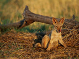 Buy Juvenile Jackal at AllPosters.com